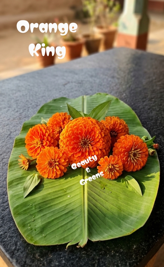 Orange King Zinnia Elegans Seeds