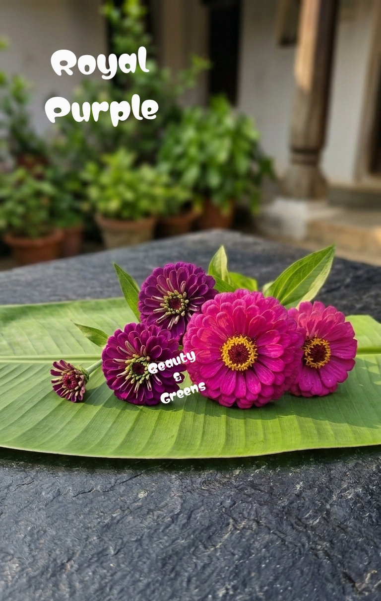 Royal Purple Zinnia Elegans Seeds