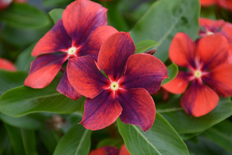 Vinca Tattoo Tangerine Seeds