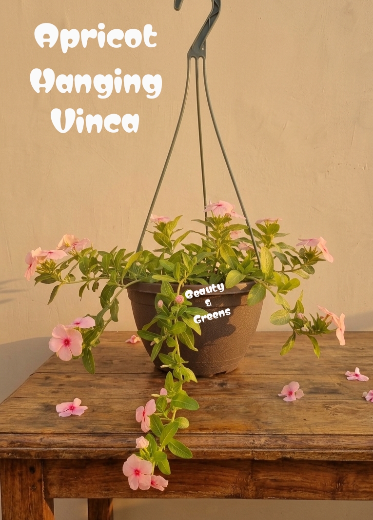 Hanging Vinca Apricot Seeds