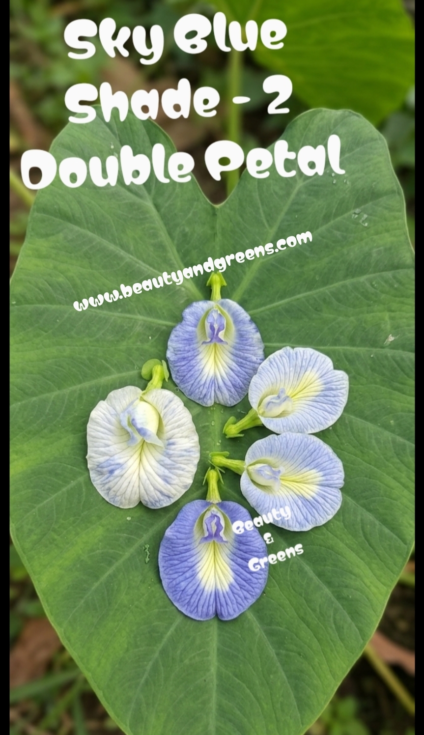 Sky Blue Shade 2 Double Petal Aparajitha Seeds