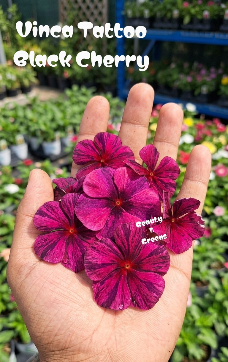Vinca Tattoo Black Cherry Seeds