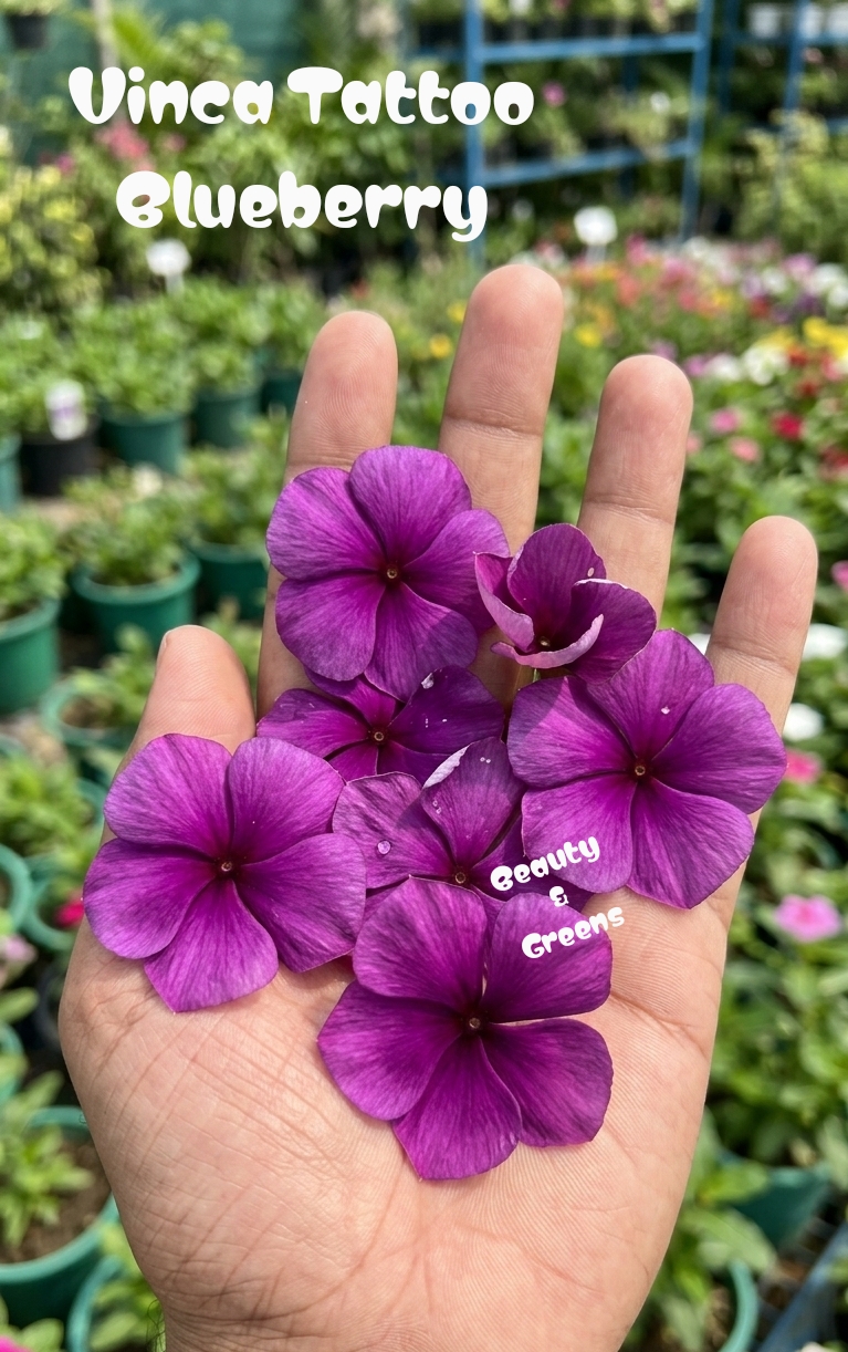Vinca Tattoo Blueberry Seeds