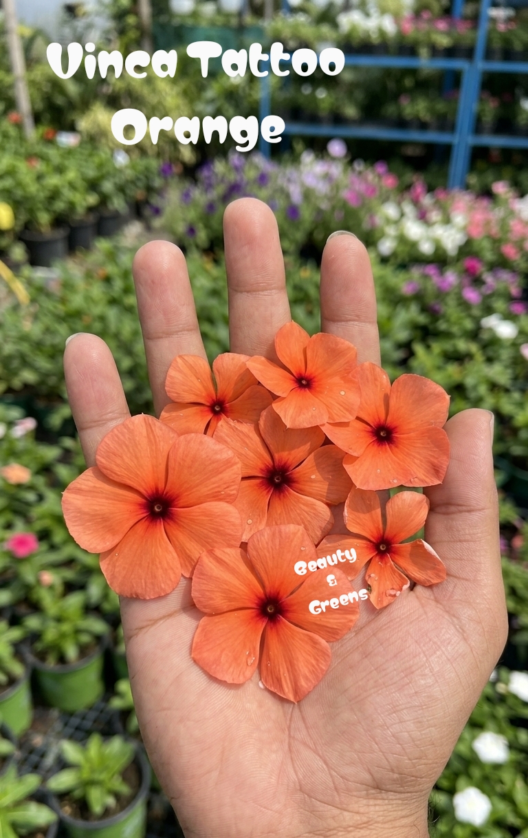 Vinca Tattoo Orange Seeds