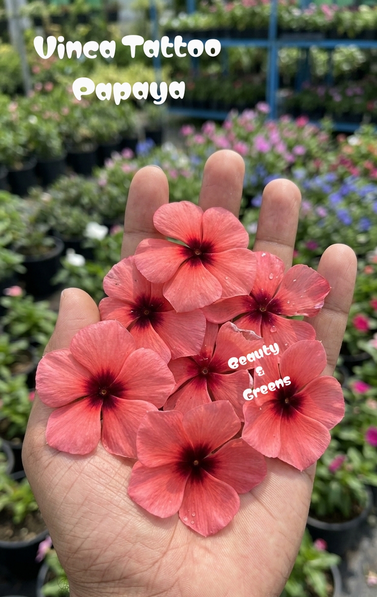 Vinca Tattoo Papaya Seeds