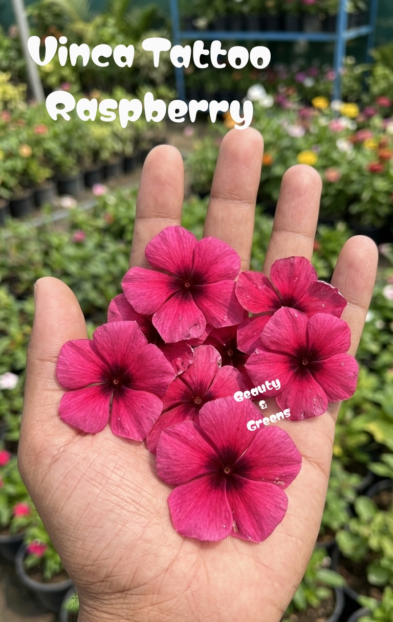 Vinca Tattoo Raspberry Seeds