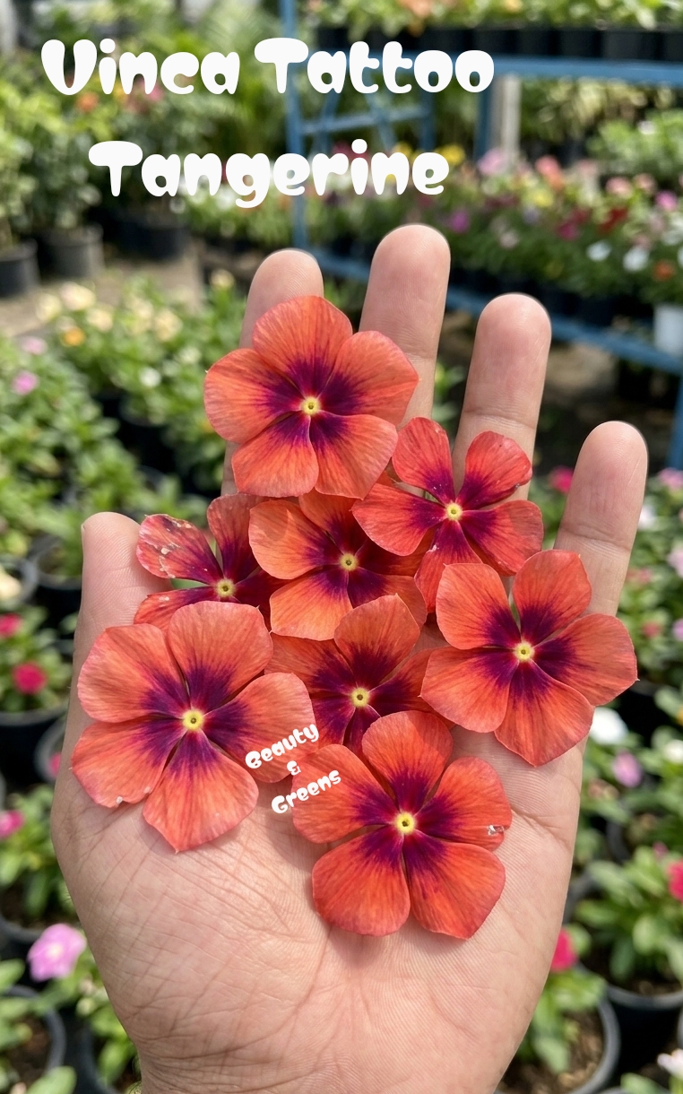 Vinca Tattoo Tangerine Seeds