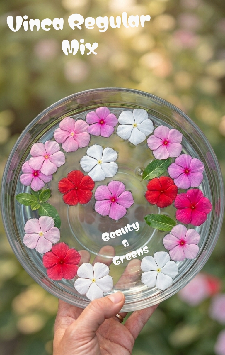 Vinca Regular Desi Mix Seeds