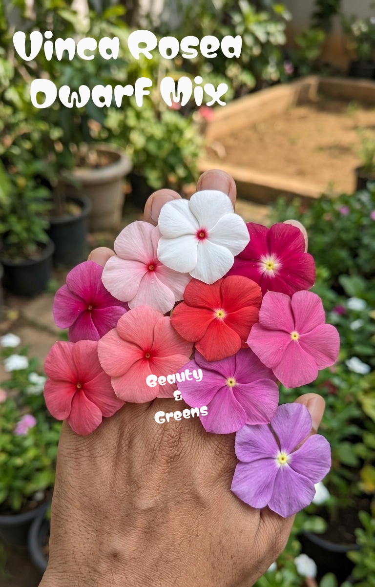 Vinca Rosea Dwarf Mix Seeds