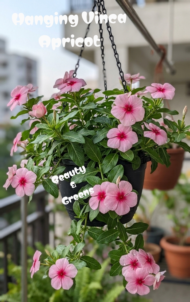 Hanging Vinca Apricot Seeds