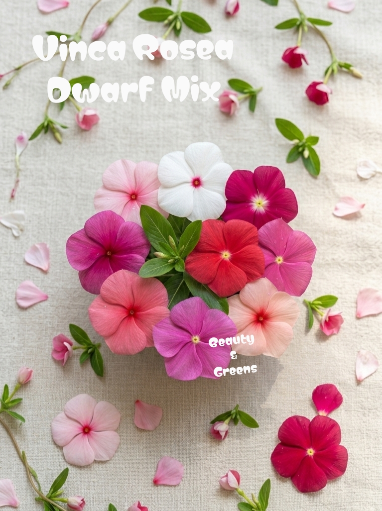 Vinca Rosea Dwarf Mix Seeds