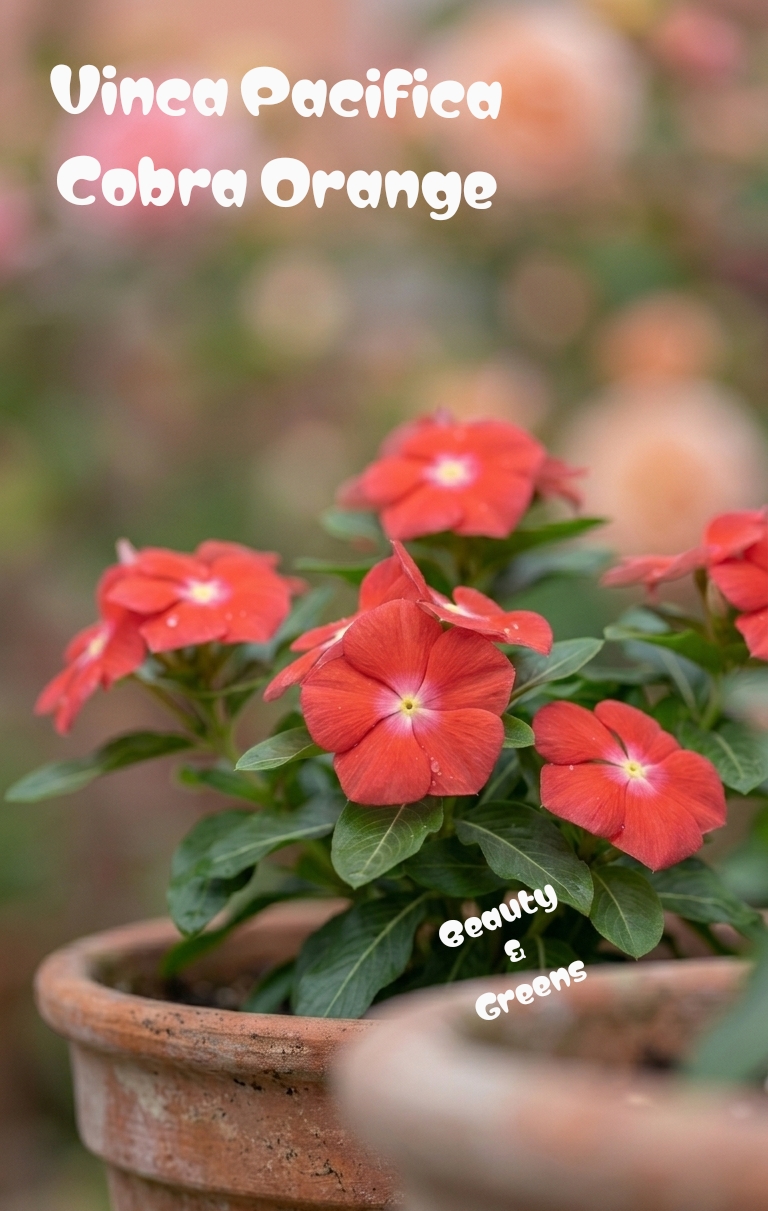 Vinca Pacifica Cobra Orange Seeds