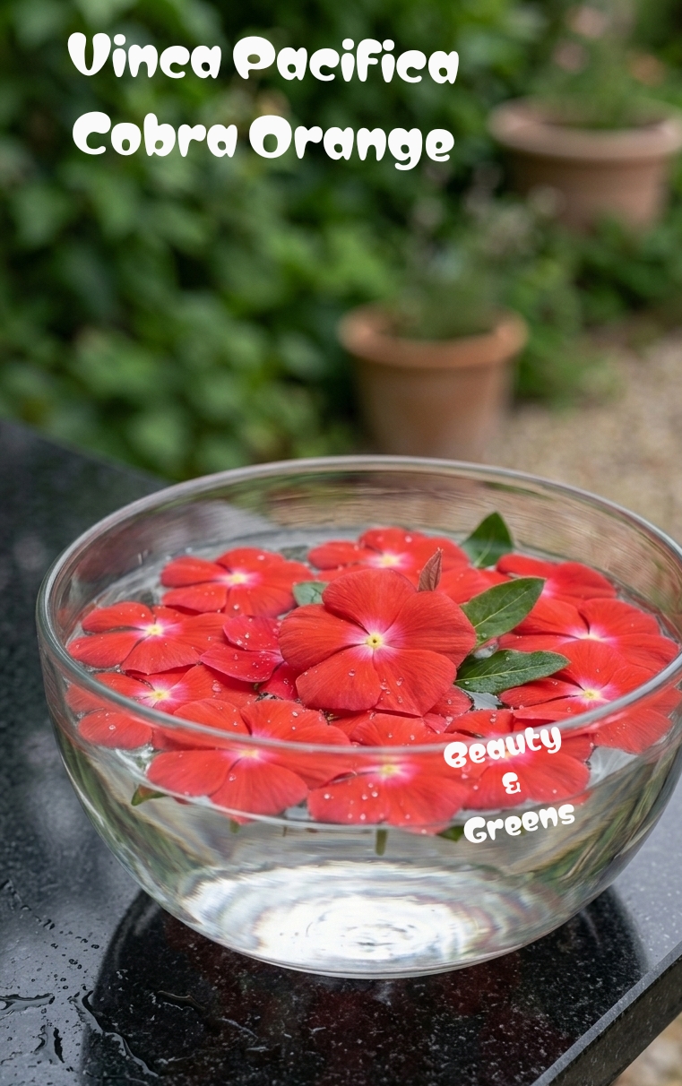 Vinca Pacifica Cobra Orange Seeds