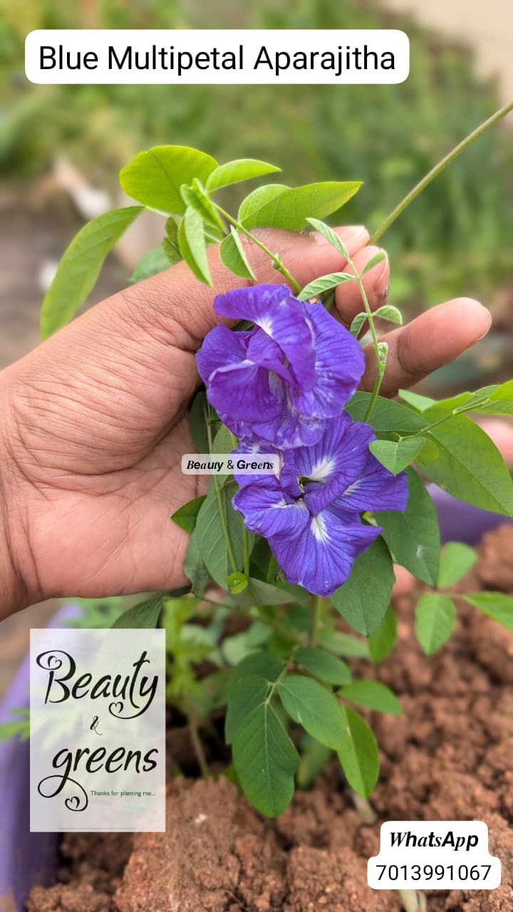 Blue Multipetal Aparajitha Seeds