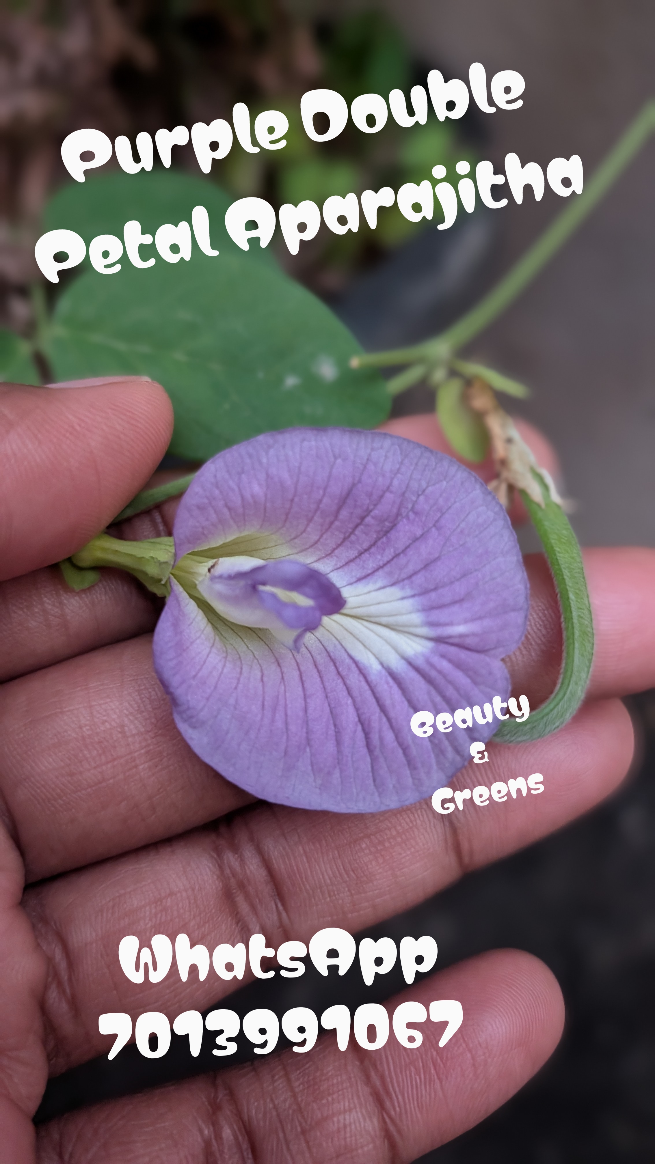 Purple Double Petal Aparajitha Seeds