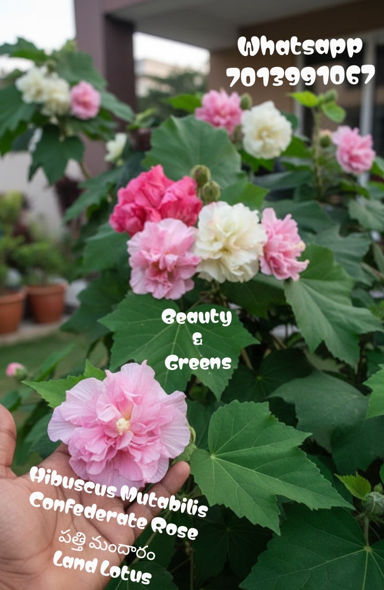 Hibuscus Mutabilis Seeds
