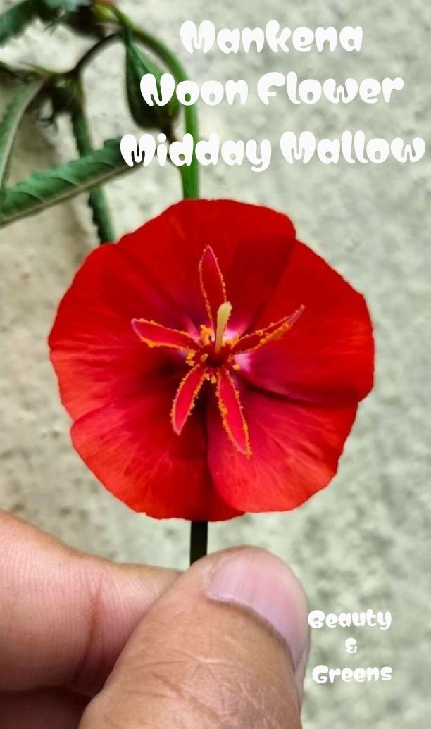 Midday Mallow Flower