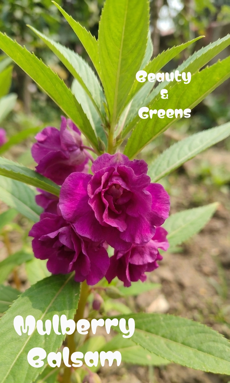 Mulberry Balsam Seeds