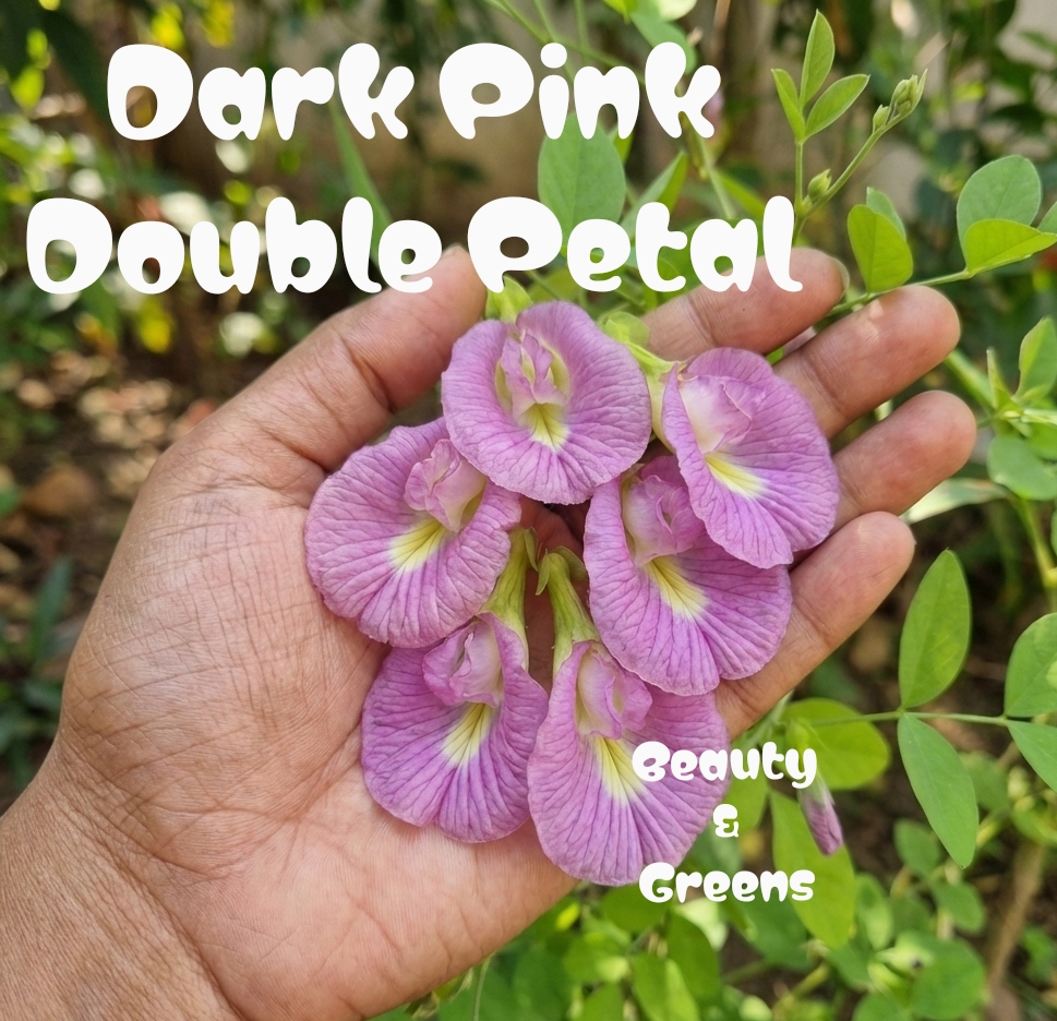 Dark Pink Double Petal Aparajitha Seeds
