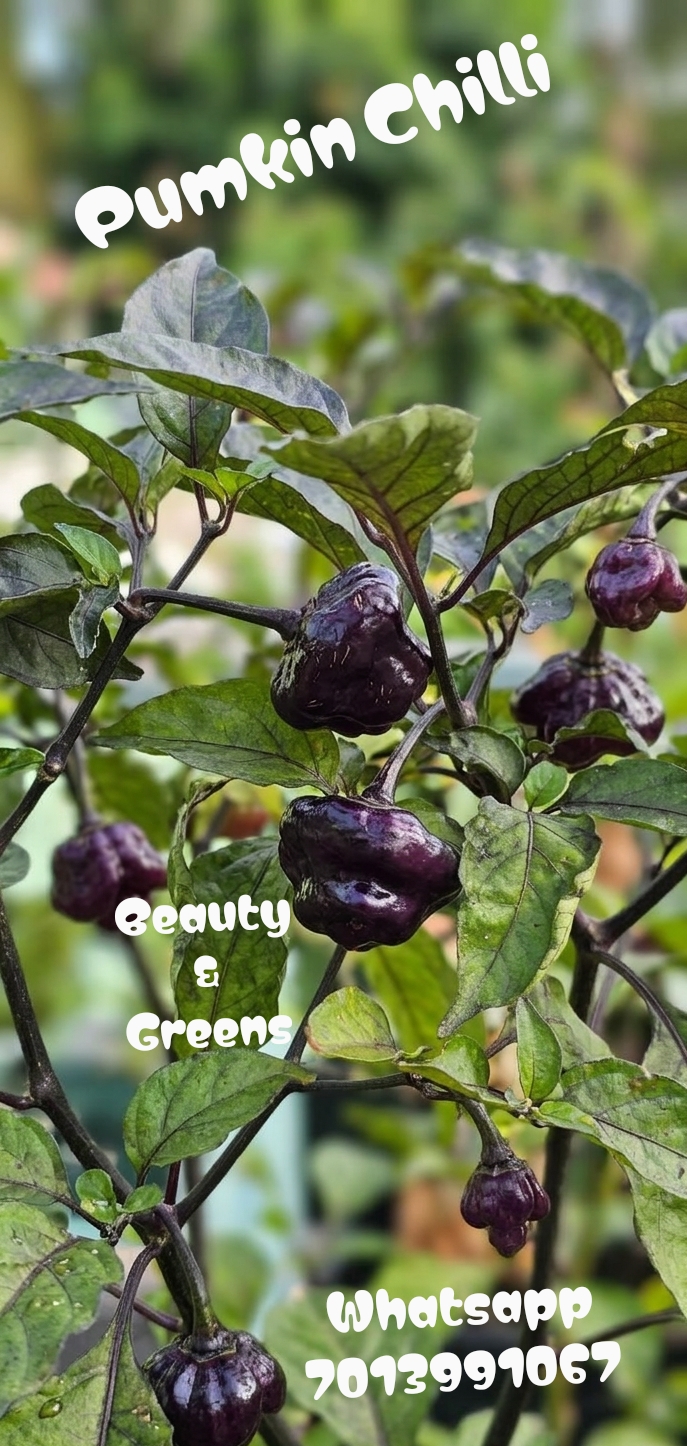 Violet Pumpkin Chilli Seeds