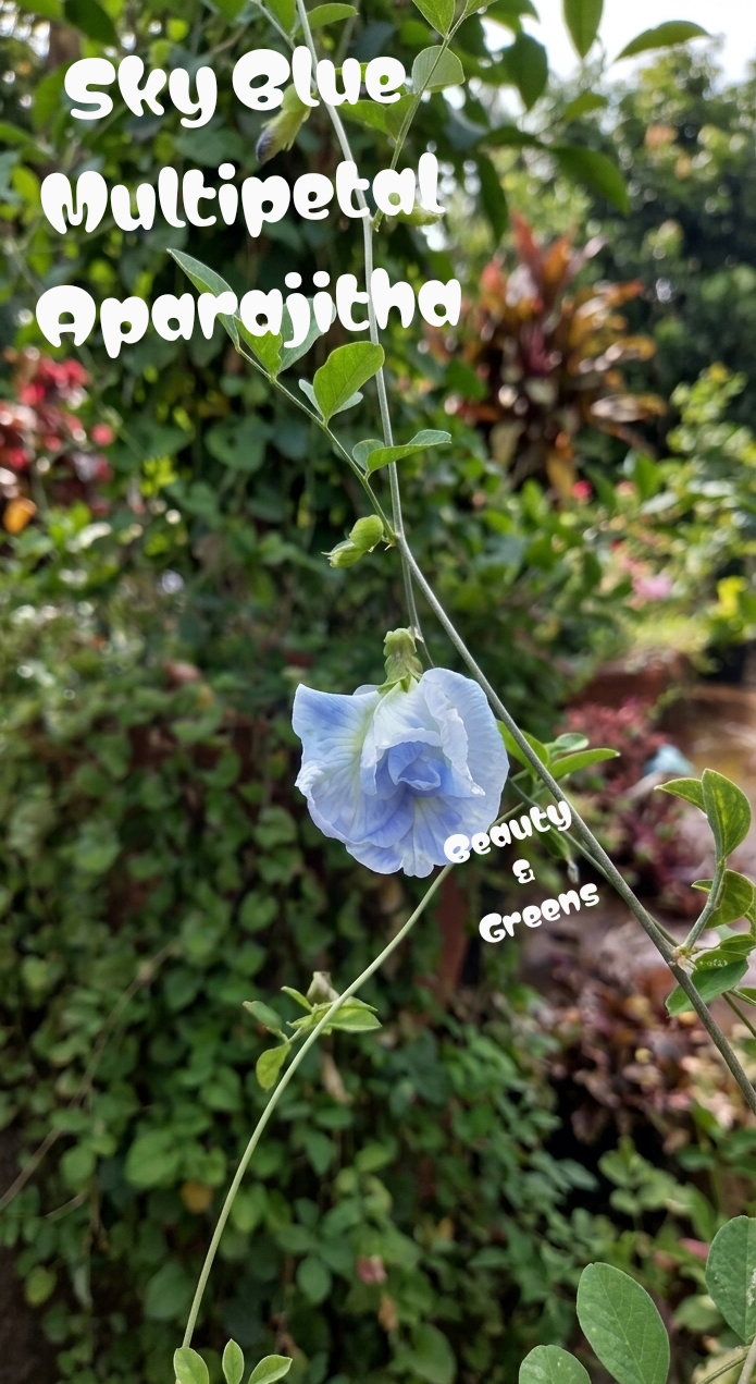 Sky Blue Multipetal Aparajitha Seeds