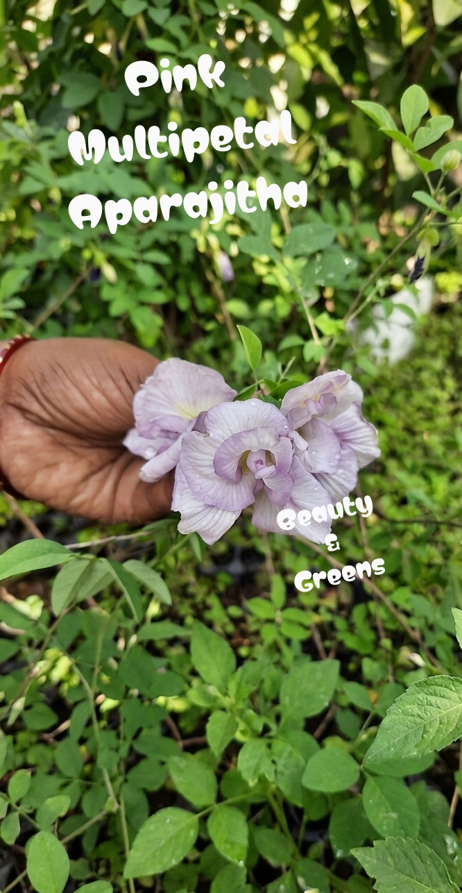 Pink Multipetal Aparajitha Seeds