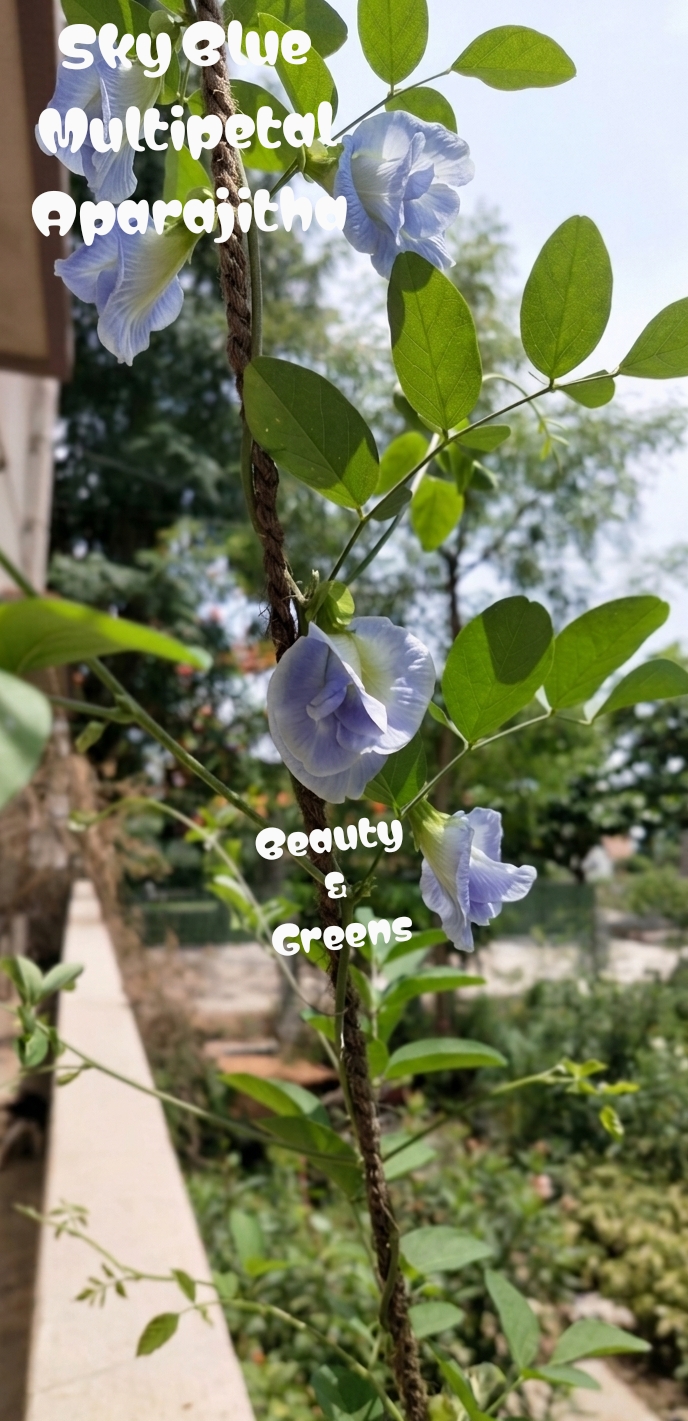 Sky Blue Multipetal Aparajitha Seeds