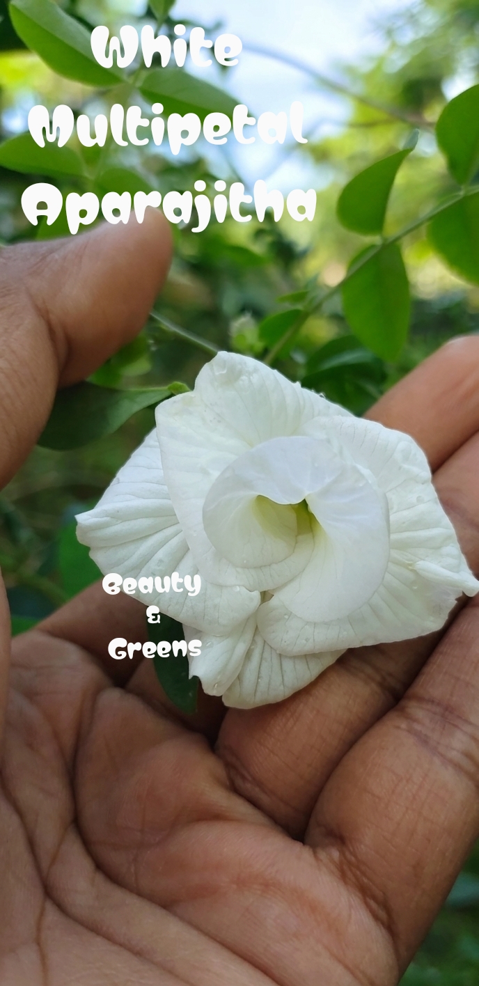White Multipetal Aparajitha Seeds