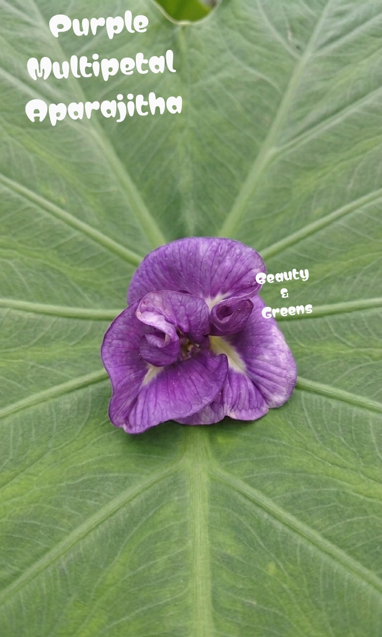 Purple Multipetal Aparajitha Seeds