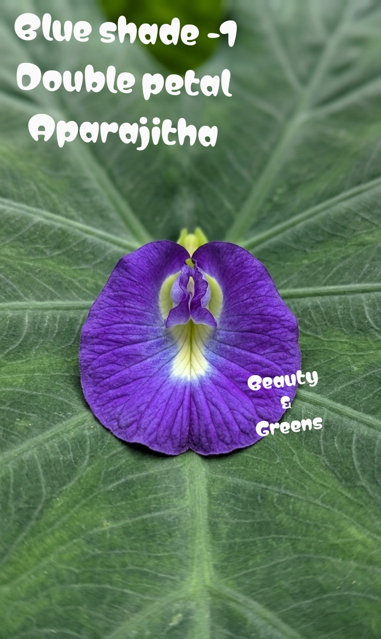Blue Shade 1 Double Petal Aparajitha Seeds