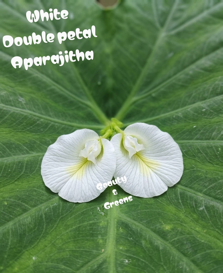 White Double Petal Aparajitha Seeds