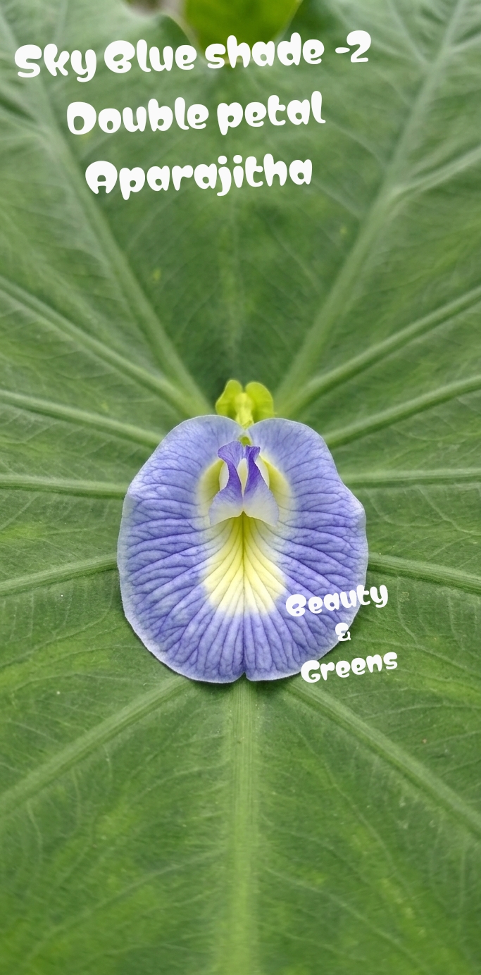 Sky Blue Shade 2 Double Petal Aparajitha Seeds
