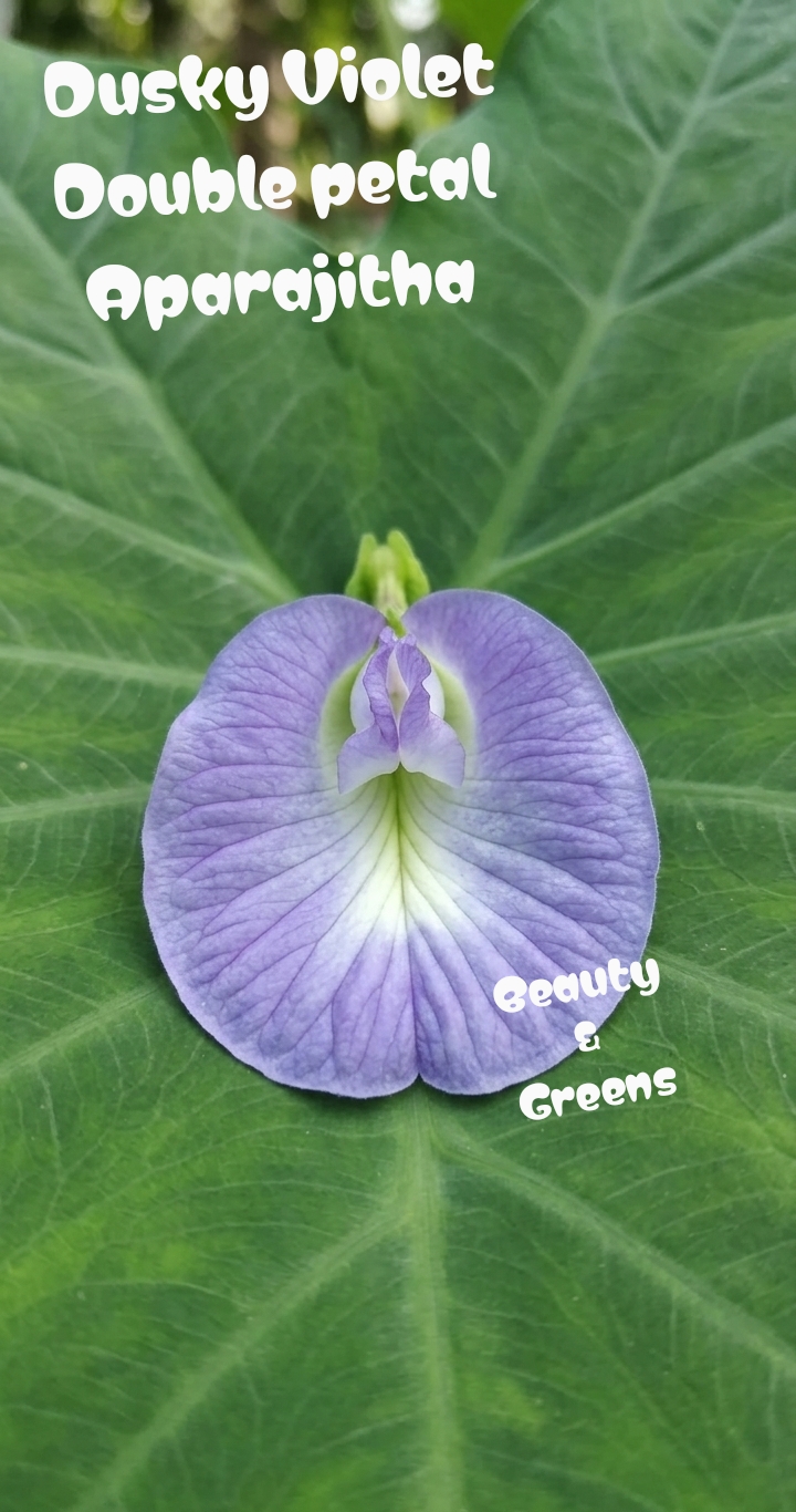 Dusky Violet Double Petal Aparajitha Seeds