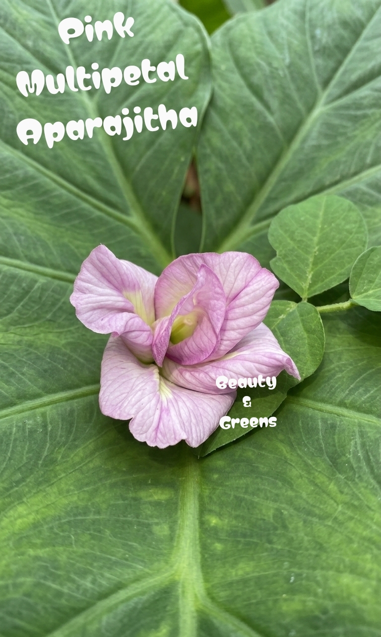 Pink Multipetal Aparajitha Seeds