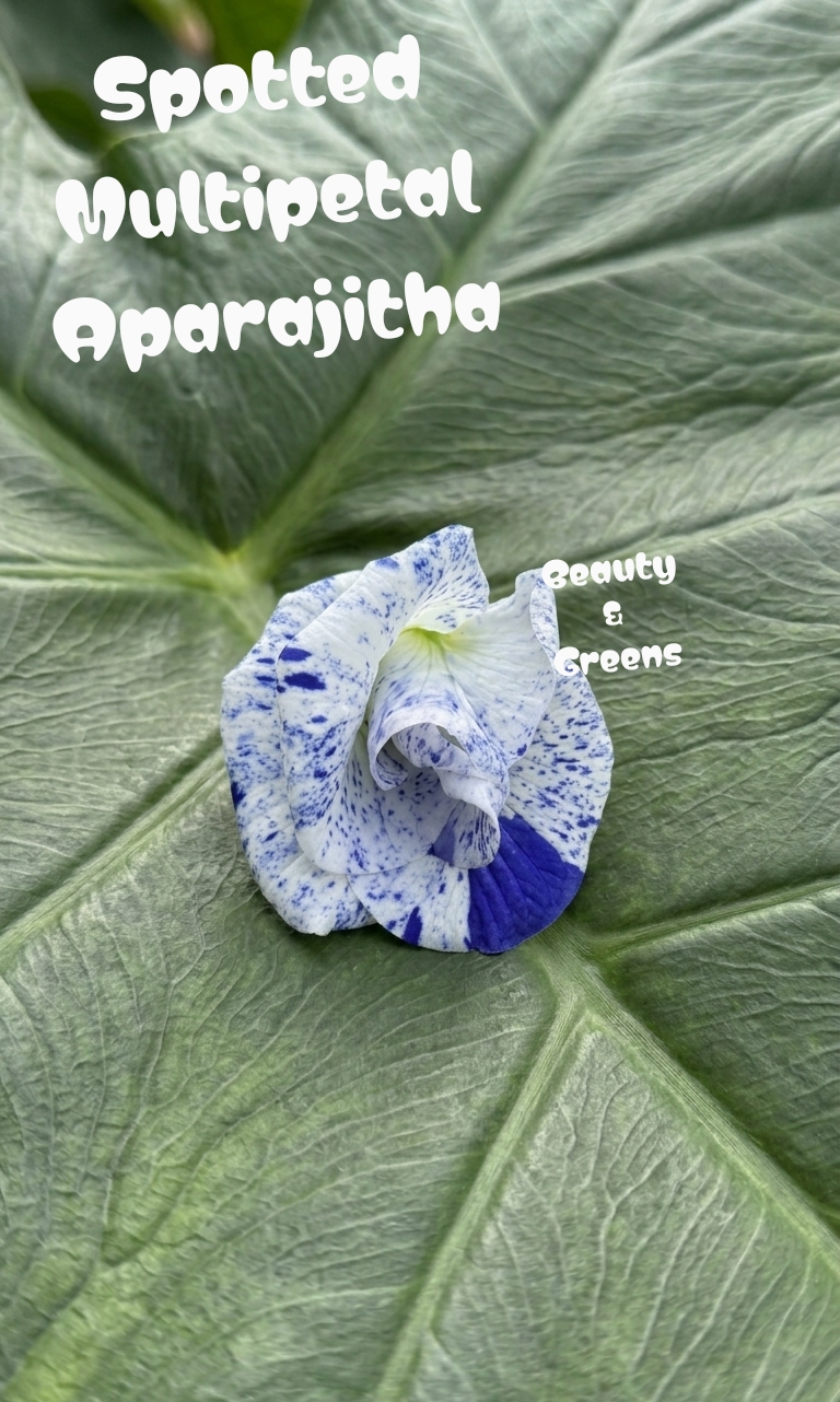 Spotted Aparajitha Multipetal Seeds