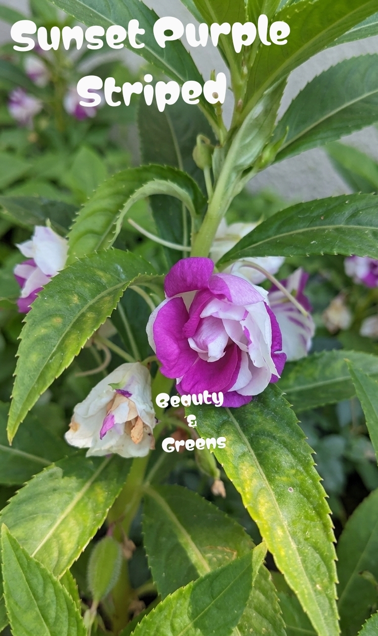 Sunset Purple Striped Balsam Seeds