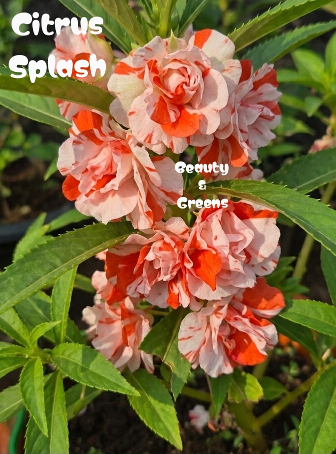 Citrus Splash Balsam Seeds