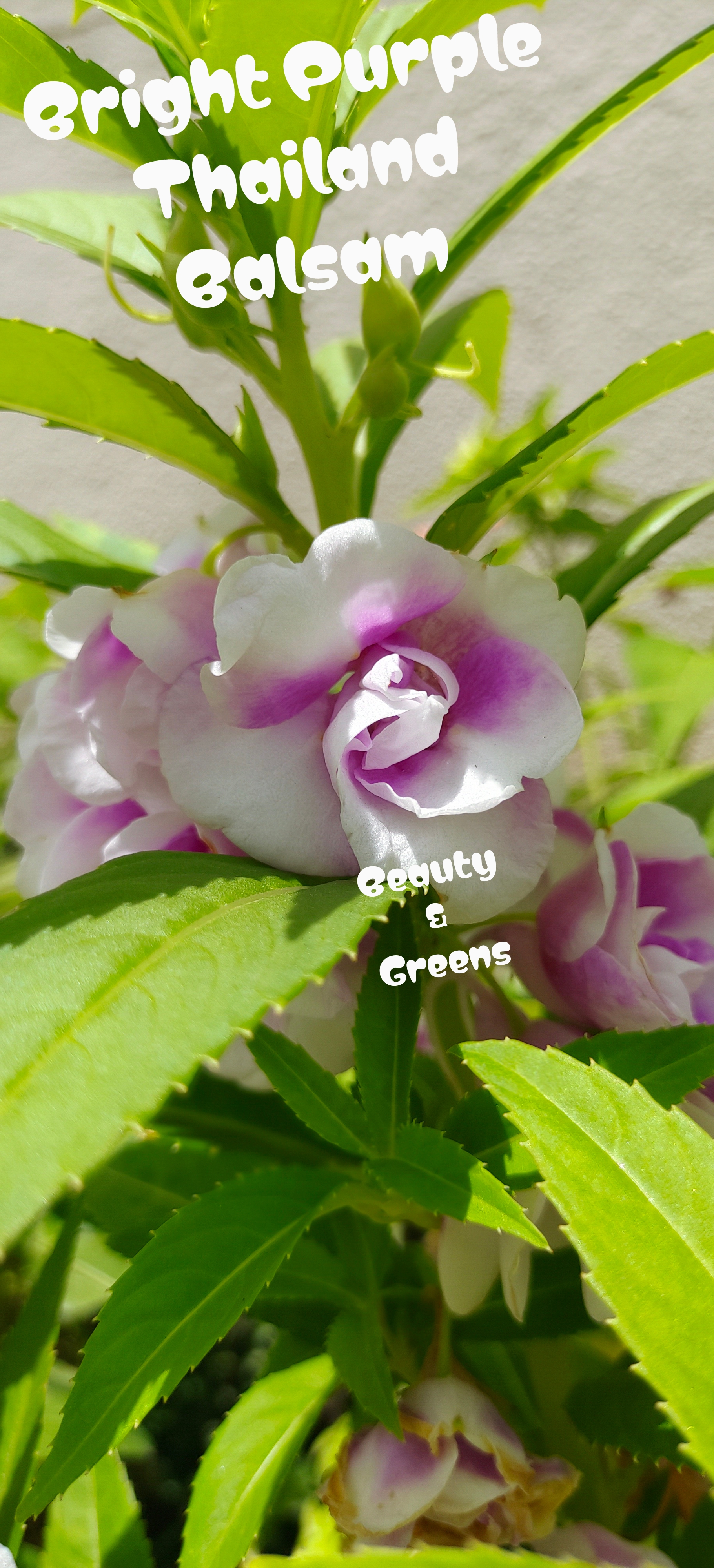 Bright Purple Thailand Balsam Seeds