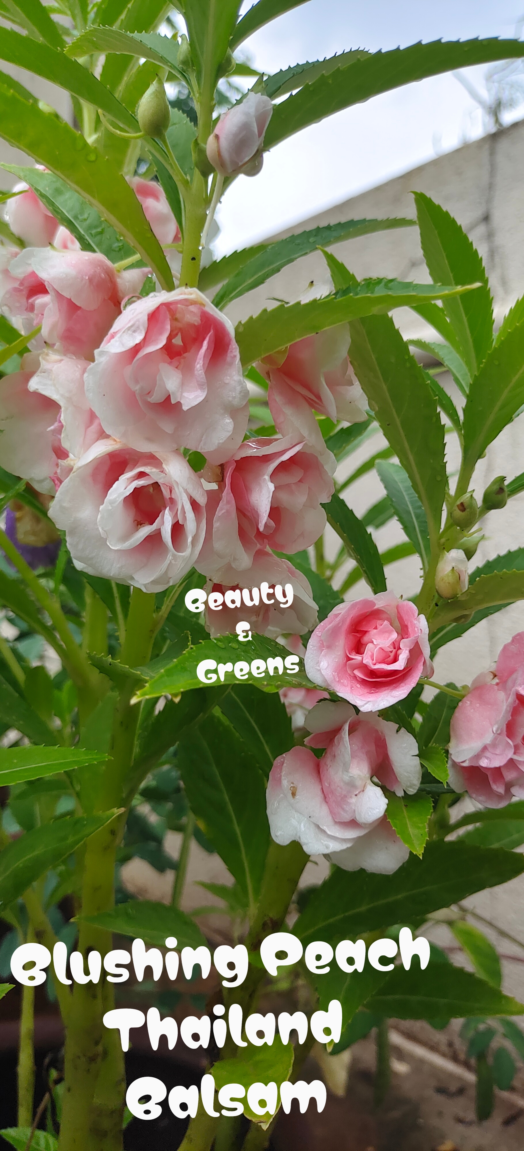 Blushing Peach Thailand Balsam Seeds