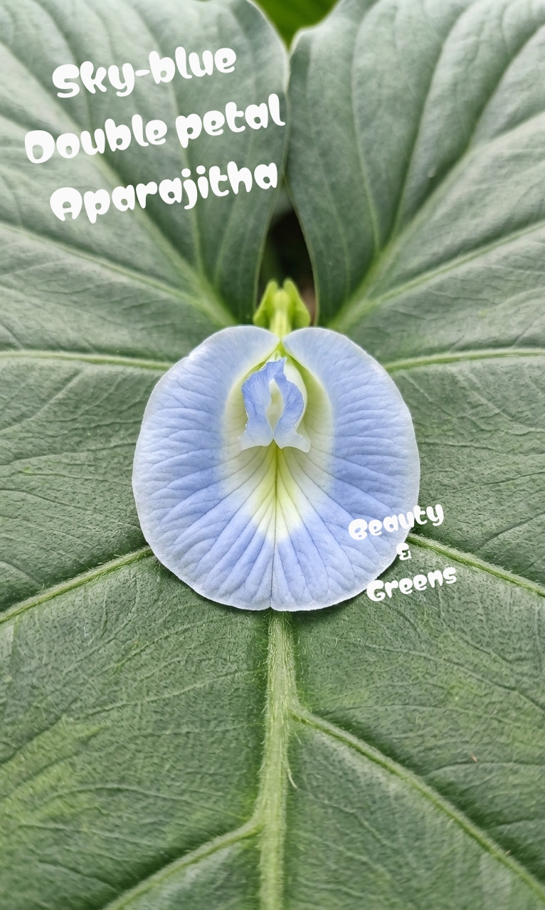 Sky Blue Double Petal Aparajitha Seeds