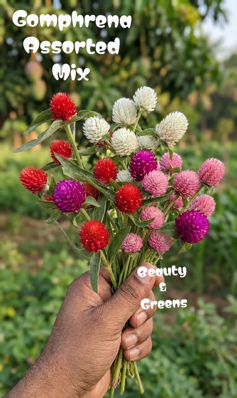 Gomphrena Assorted Mix Seeds