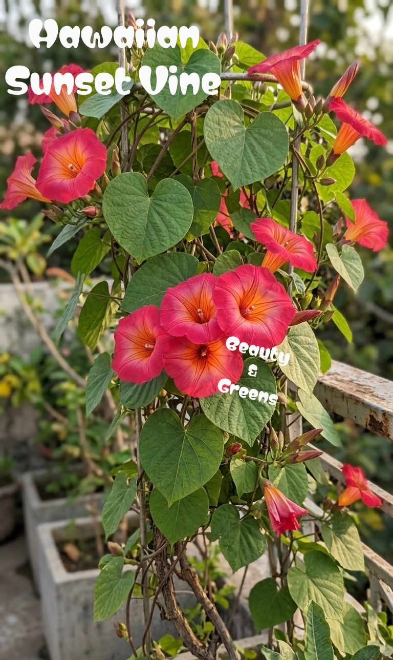 Candy Creeper Seeds