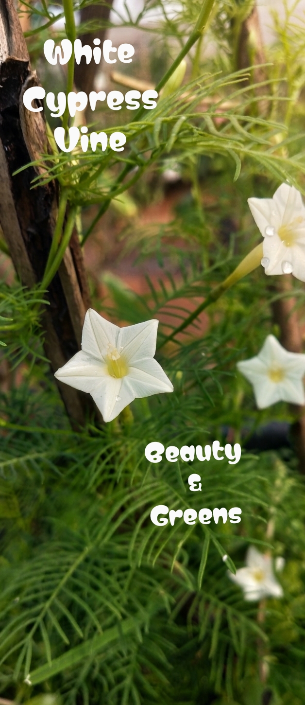 Snow White Cypress Vine Seeds