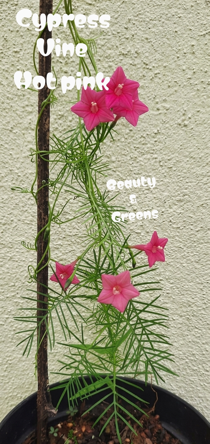 Hot Pink Cypress Vine Seeds