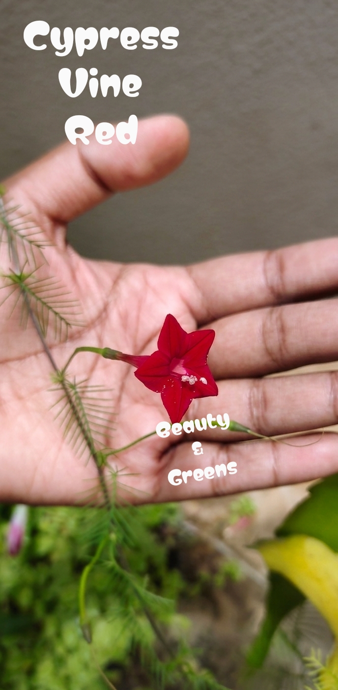 Deep Red Cypress Vine Seeds