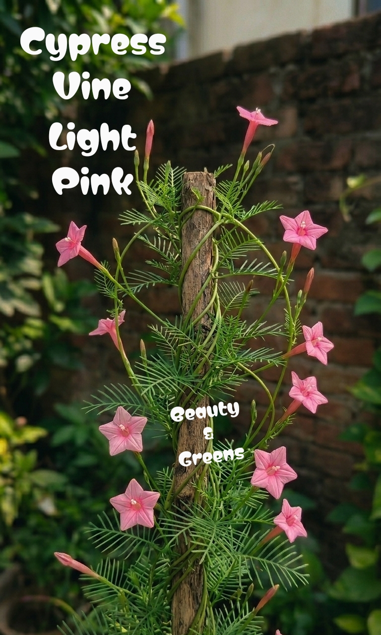 Light Pink Cypress Vine Seeds