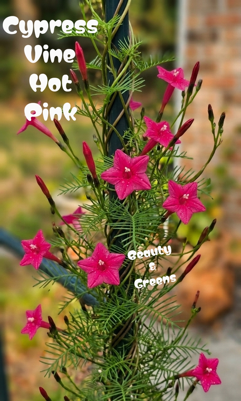 Hot Pink Cypress Vine Seeds