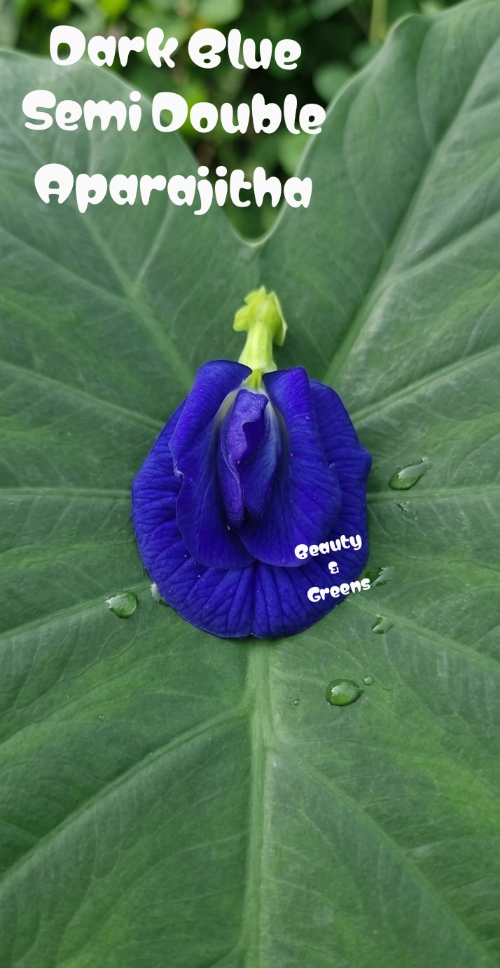 Dark Blue Semi Multipetal Aparajitha Seeds