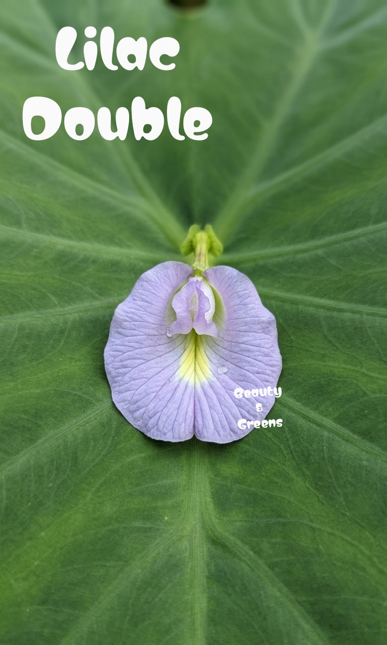 Lilac Double Petal Aparajitha Seeds