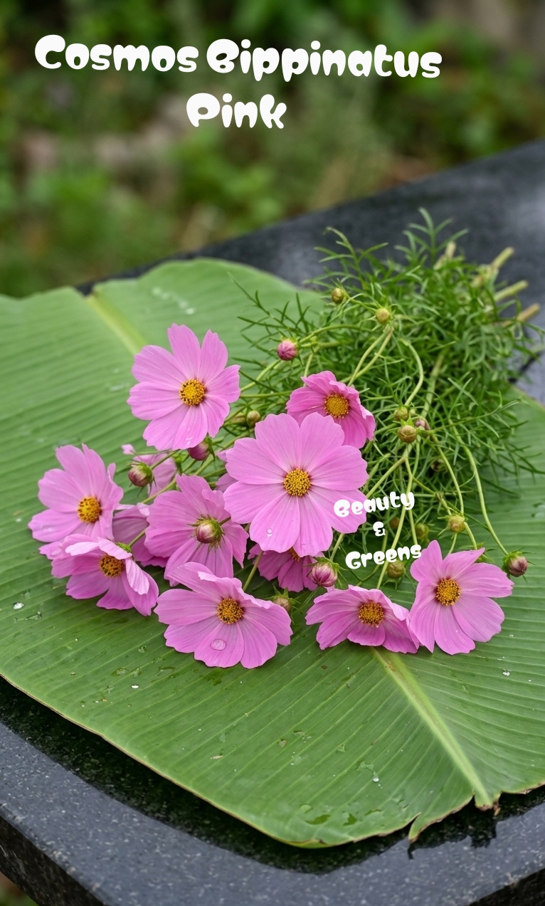 Pink Cosmos Bippinatus Seeds